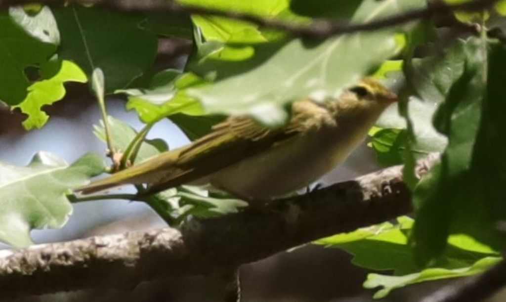 Quale Lui ?   Lu bianco (Phylloscopus bonelli)